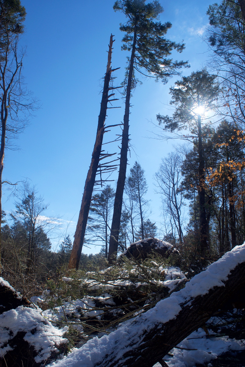 Illustration for article titled Wooly Adelgid vs. Eastern Hemlock